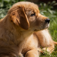 ドッグフードを選ぶなら愛犬家の評判もポイント